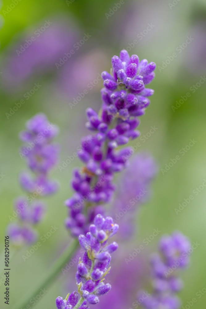 Close-up of buds of blue lavender Close-up of buds of blue lavender