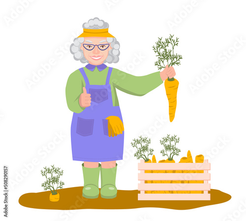 Elderly female farmer in rubber boots stands with a big carrot in her hand and shows thumb up sign. There are box of carrots nearby. Vector Illustration in flat style on white background