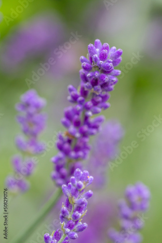 Close-up of buds of blue lavender