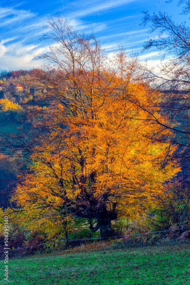 Fototapeta premium Landscape overview over forest during autumn day.