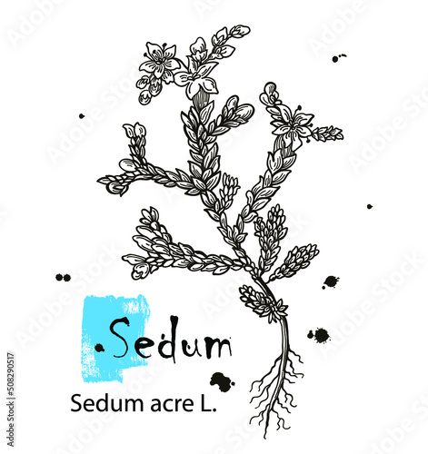 Vector hand drawn herb. Botanical plant illustration. Vintage medicinal herb sketch. Sedum