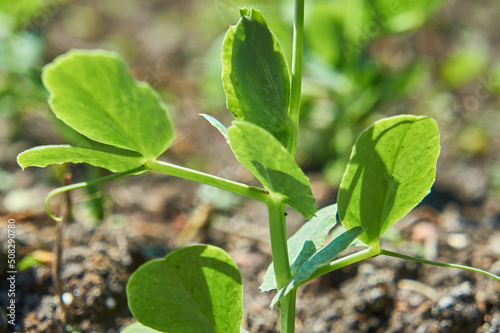 Sprouted young peas in early summer.