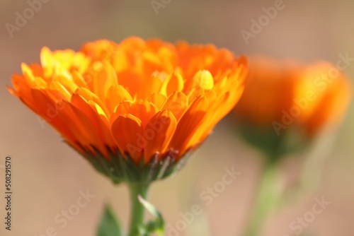 orange Bl  te einer Ringelblume