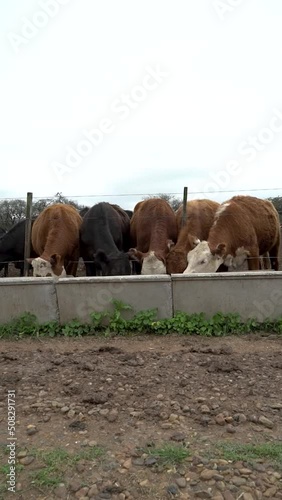 Cows eating balanced feed in a feedlot on a cloudy day
