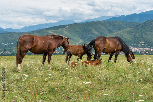 horses on the meadow © Александр Ульман