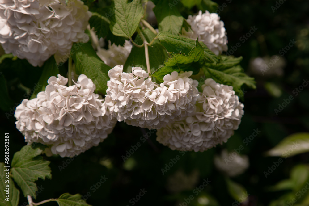 Beautiful spring white flowers. Botany. Close-up. Beautiful spring white flowers. Botany. Close-up.