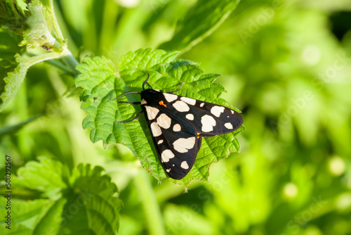 black moth caja bear, Arctia caja photo