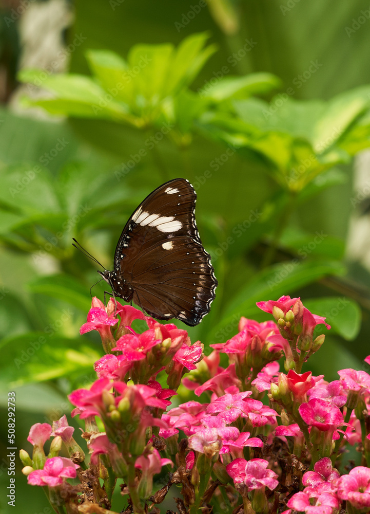 Morphidae monarch butterfly pollinates flowers on a summer day, soft background on a pink red flower orange vertical Morphidae monarch butterfly pollinates flowers on a summer day, soft background on a pink red flower orange vertical
