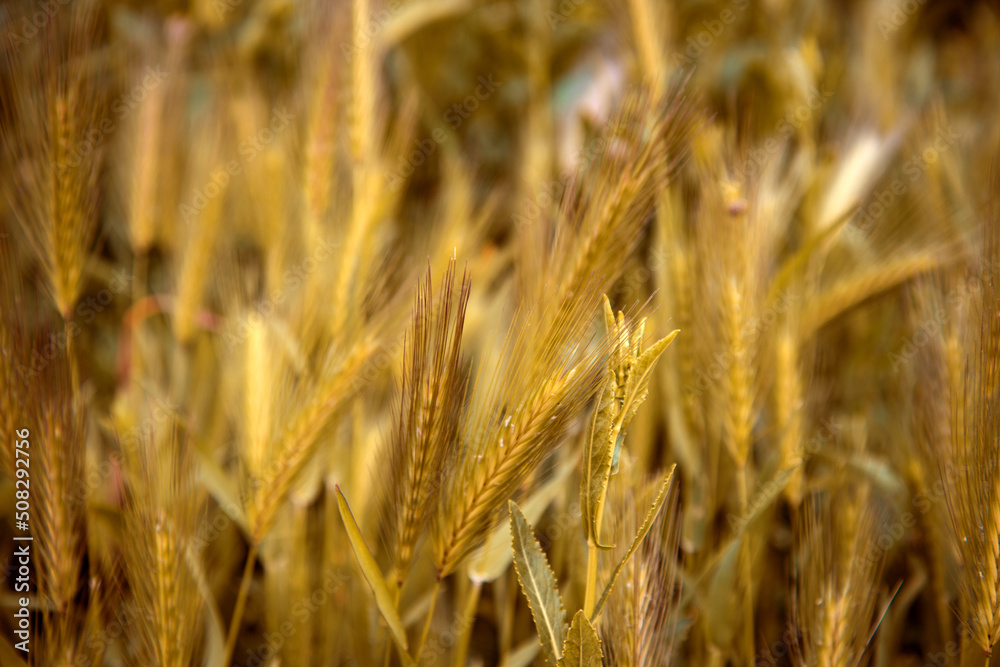 Fototapeta premium Rural field of yellow wheat. Plants close-up.