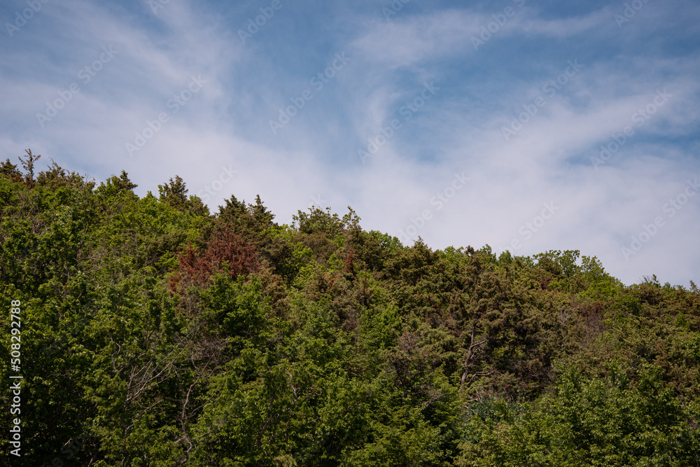 Forest top of trees against the blue sky. Forest top of trees against the blue sky.