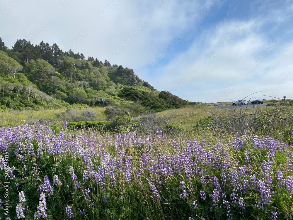 Fototapeta premium lavender field in region
