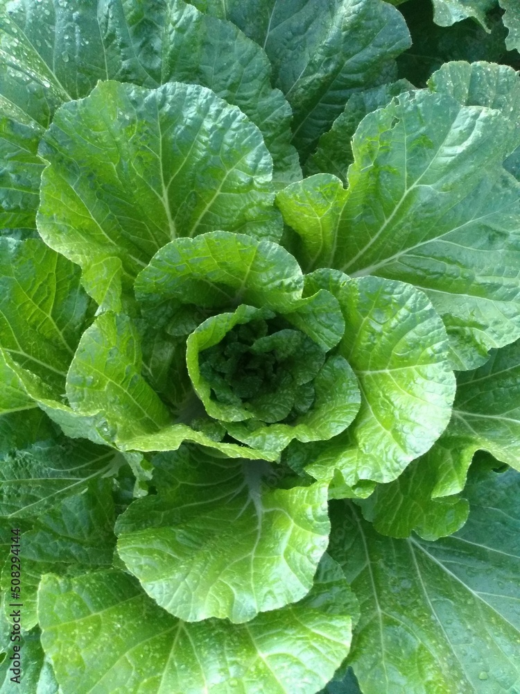 head of cabbage head of cabbage