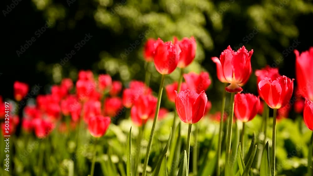 Flowers on a sunny summer day in the wind. Red tulips in blooming park Flowers on a sunny summer day in the wind. Red tulips in blooming park
