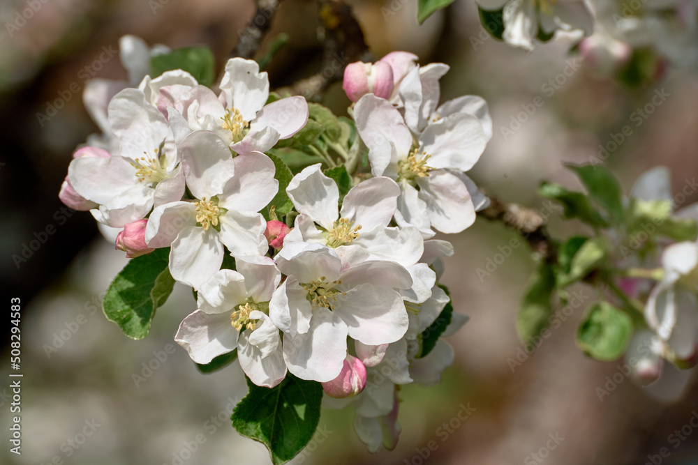 Blooming apple tree twig in springtime on a sunny day.