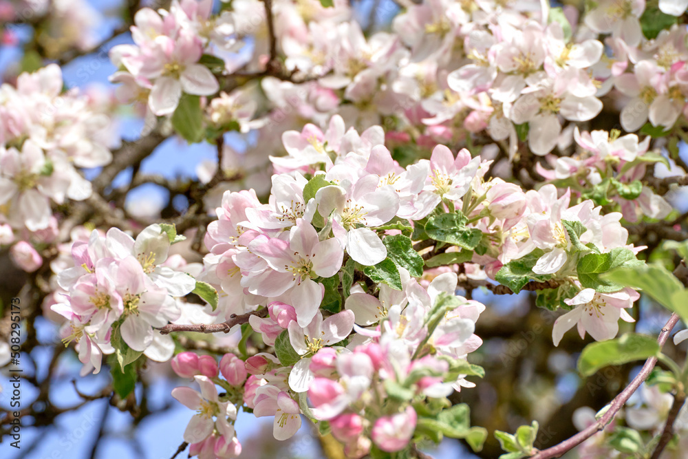 Blooming apple tree twig in springtime on a sunny day. Blooming apple tree twig in springtime on a sunny day.