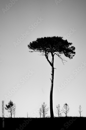 Fototapeta Naklejka Na Ścianę i Meble -  Tall pine on a horizon in black and white