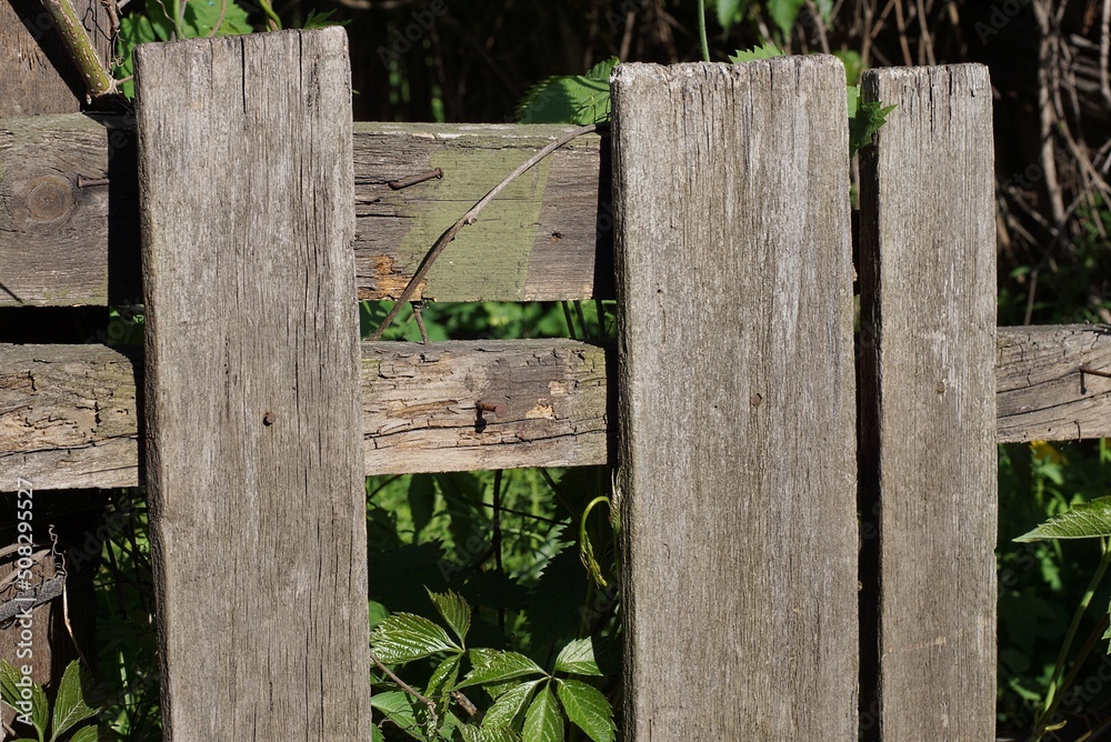 old gray wooden fence wall with broken boards overgrown with green vegetation on a rural street