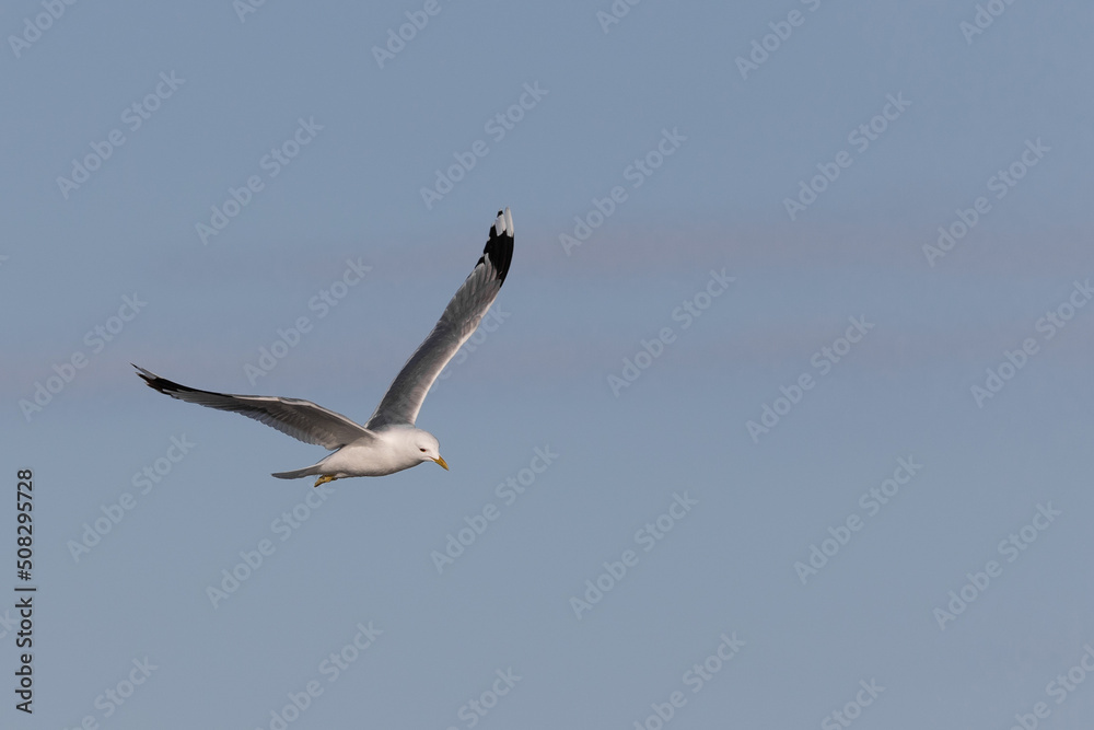 Sea gull flying with neutral sky background Sea gull flying with neutral sky background