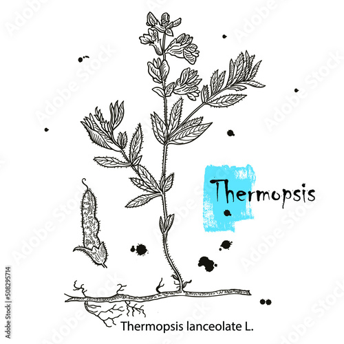 Vector hand drawn herb. Botanical plant illustration. Vintage medicinal herb sketch. Thermopsis