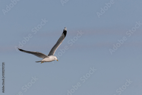 Sea gull flying with neutral sky background
