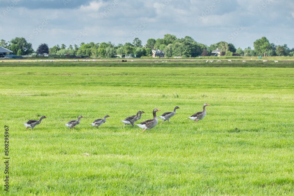 Fototapeta premium Close up watchful in goosebumps fast walking family Greylag Goose, Anser anser, with chicks between them through a juicy green meadows with long grass against scenic background