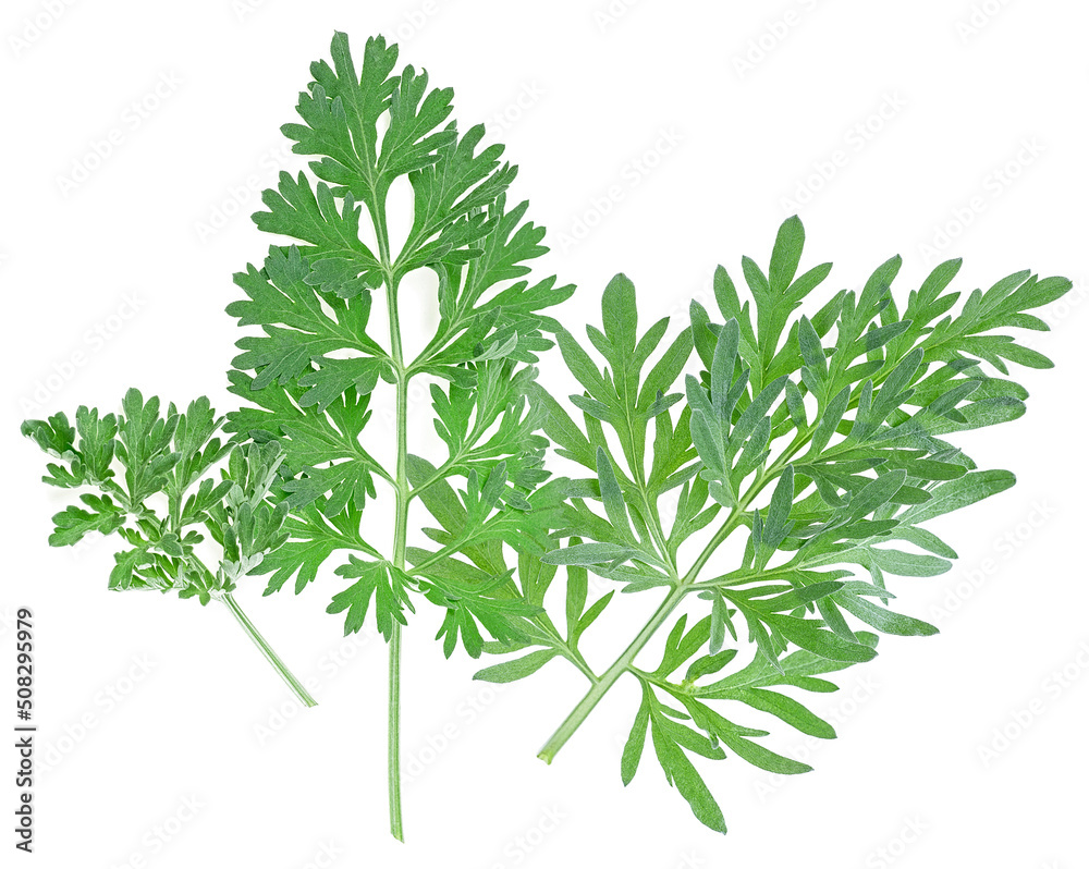 Collection of wormwood branches isolated on a white background, top view. Medicinal wormwood. Collection of wormwood branches isolated on a white background, top view. Medicinal wormwood.