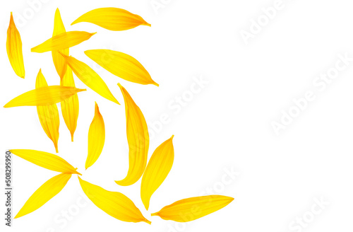 Wallpaper Mural Top view of fresh sunflower petals isolated on a white background. Beautiful yellow petals. Torontodigital.ca