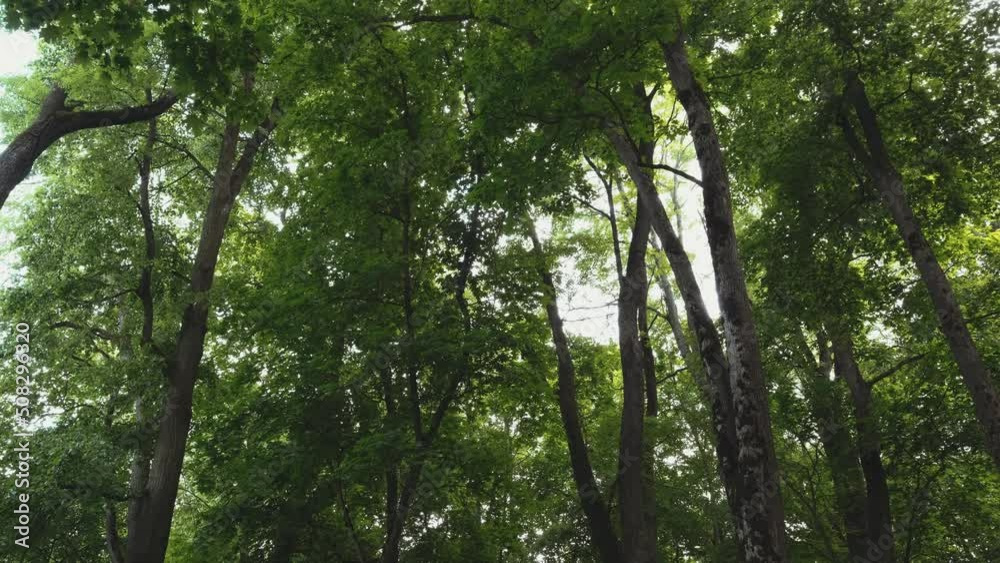Morning in the spring forest. camera move up. 4k Morning in the spring forest. camera move up. 4k
