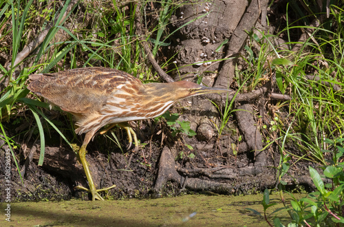 American bittern (Botaurus lentiginosus) close up, Brazos Bend State Park photo