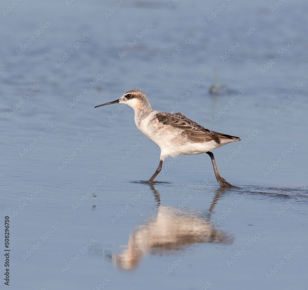 The Wilson's Phalarope (Phalaropus tricolor) on the Galveston's beach during spring migration, Texas The Wilson's Phalarope (Phalaropus tricolor) on the Galveston's beach during spring migration, Texas