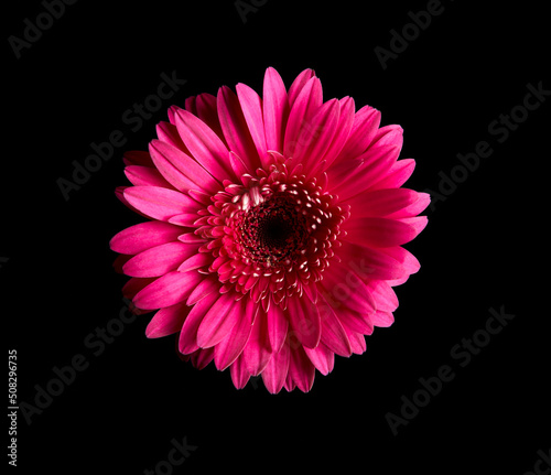 hot pink gerbera daisy on black background