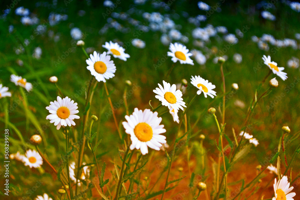 White bright daisy flowers on a background of the summer landscape. White bright daisy flowers on a background of the summer landscape.