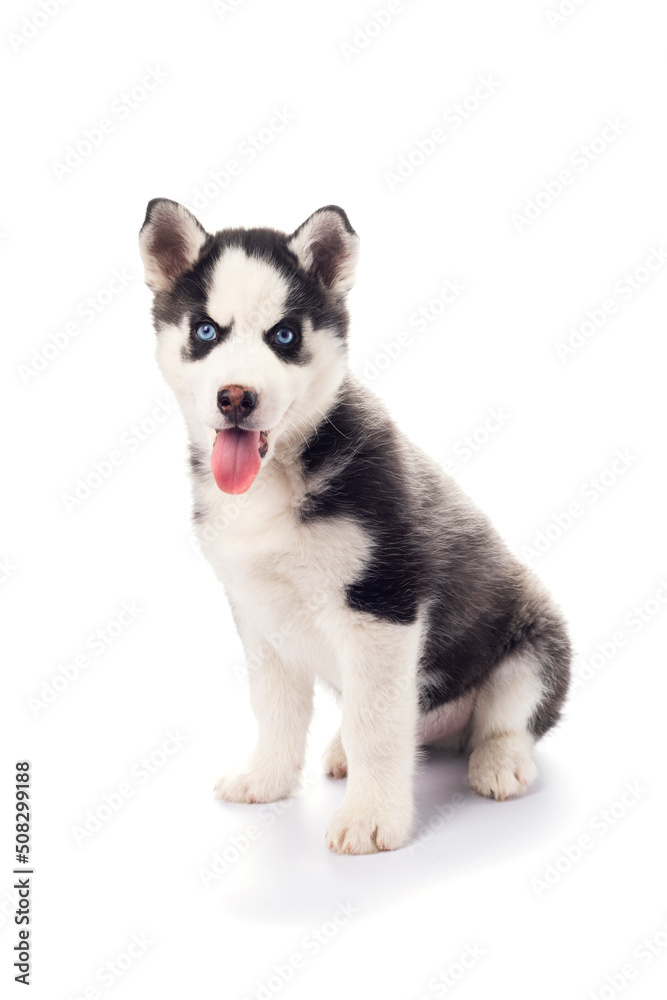 Cute playful little Serbian Husky puppy with blue eyes on isolated white background