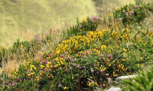 fleurs