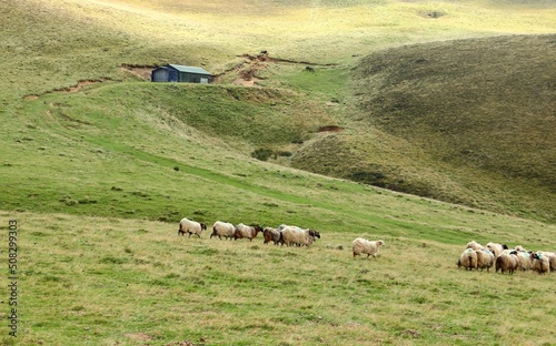 moutons