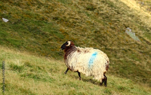 moutons
