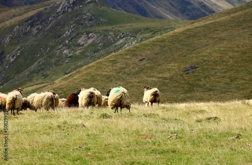 moutons