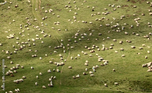 moutons