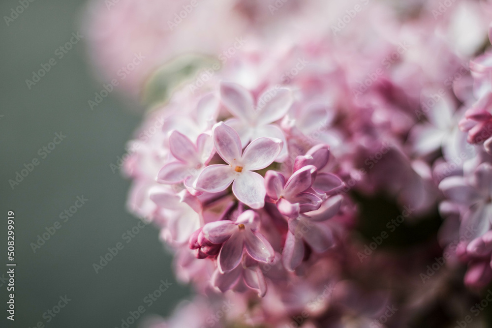 close up of pink blossom