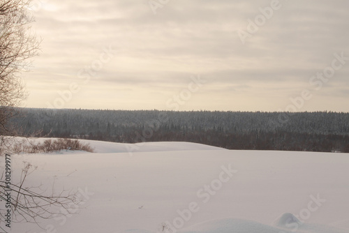 winter evening landscape field and forest