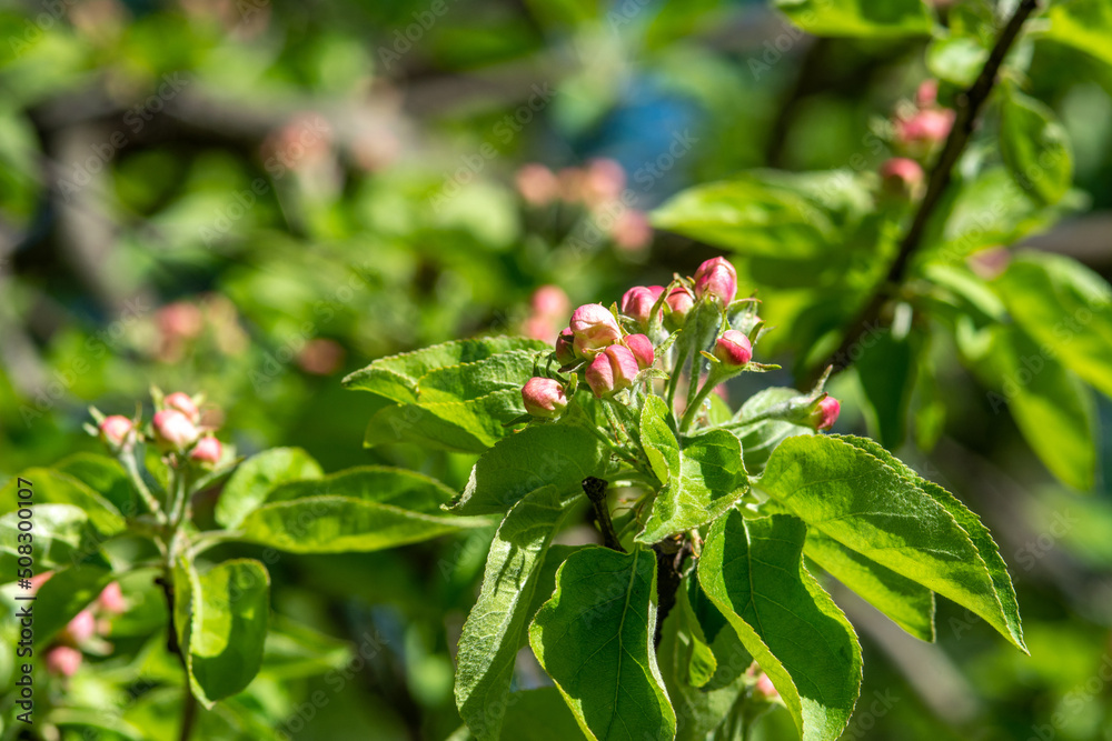 Blooming branches of an apple tree in close-up. A spring tree blooms with pink and white petals in a garden or park Blooming branches of an apple tree in close-up. A spring tree blooms with pink and white petals in a garden or park