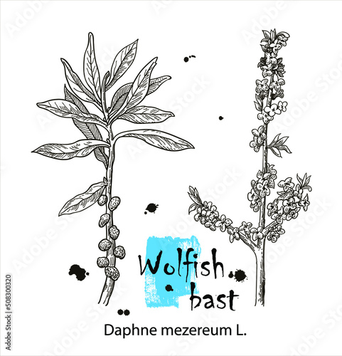 Wolfish bast, vintage engraved illustration. More realistic botanical vector illustration. Image for your design.