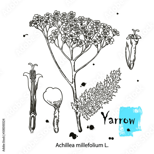 Yarrow. Vector hand drawn plant. Botanical plant illustration. Vintage medicinal plant sketch.