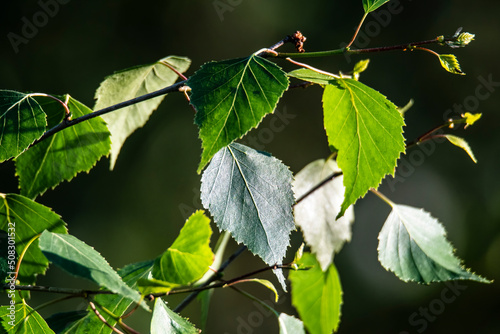 Branch with young leaves of a birch of warty (Betula pendula Roth)