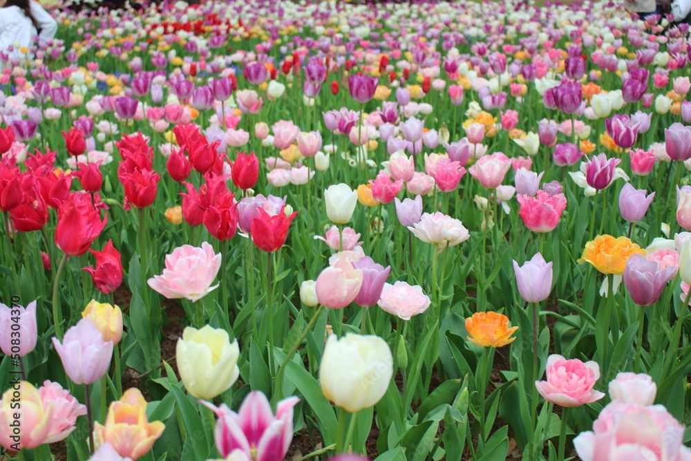 満開のチューリップ畑 色とりどりの花たち 国営ひたち海浜公園 茨城県ひたちなか市 満開のチューリップ畑 色とりどりの花たち 国営ひたち海浜公園 茨城県ひたちなか市