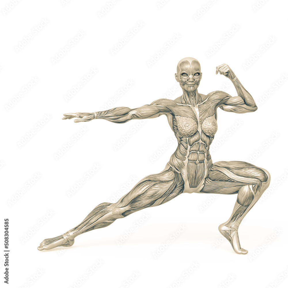 female bodybuilder is doing an action pose in white background female bodybuilder is doing an action pose in white background