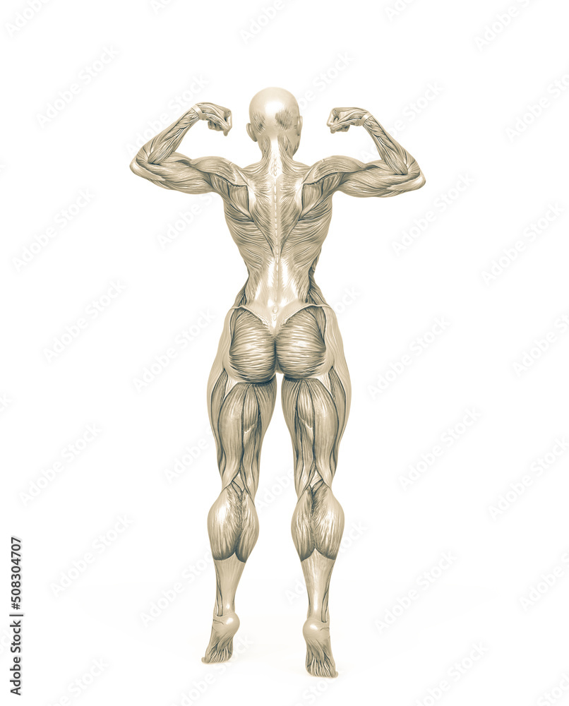 female bodybuilder is showing the guns white background rear view female bodybuilder is showing the guns white background rear view