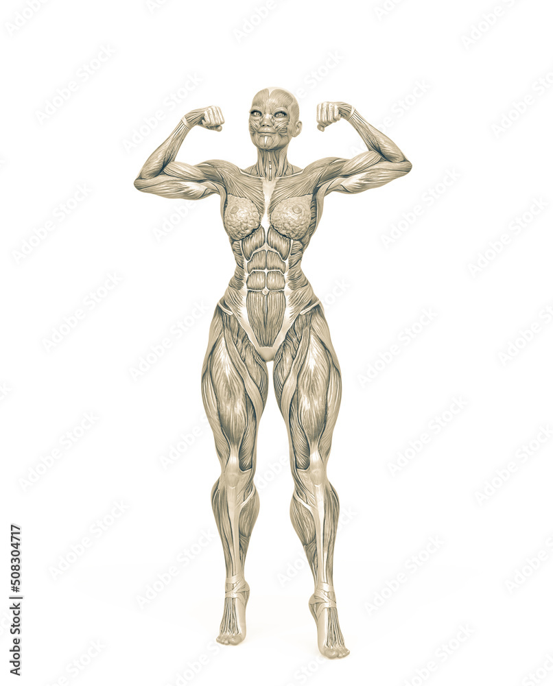 female bodybuilder is showing the guns white background female bodybuilder is showing the guns white background
