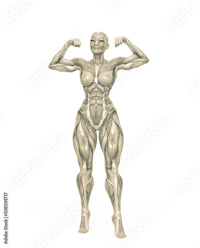 female bodybuilder is showing the guns white background