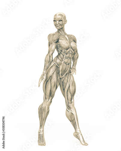 female bodybuilder is standing up in white background